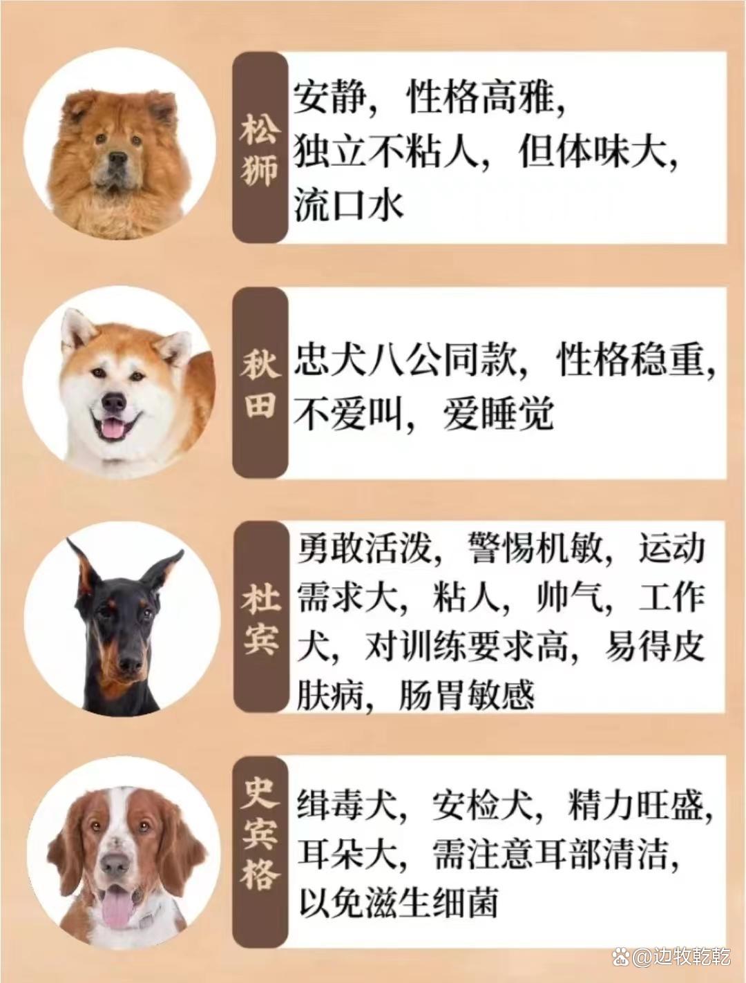 客厅养宠物狗风水