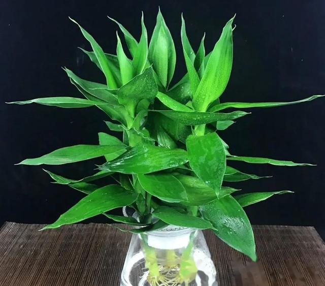 科普展现:几种旺家绿植（旺家里的植物）