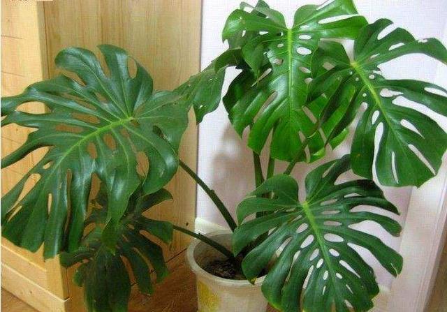 包含厕所植物风水的词条