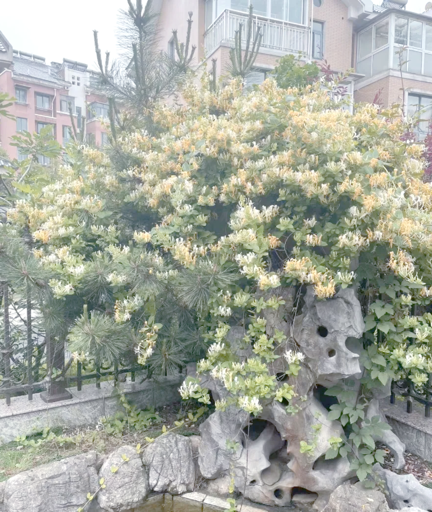科普展现:家里不要养破财花（破财的花）