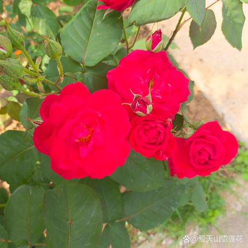 灿烂的花园免费观看全集完整版高清,灿烂的花园免费观看全集完整版高清下载
